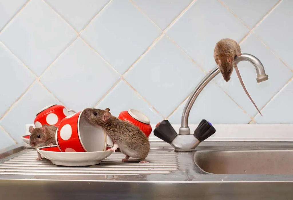 Mouse in the House?  A Quick Fall Guide to Pest Control in Your Own Condo