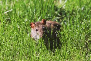 It’s Not All Daffodils! A Quick Guide to Spring Pest Control in Your Building